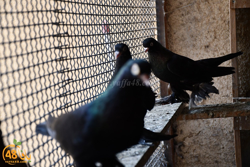 zohdi 3ashoor (50).jpeg